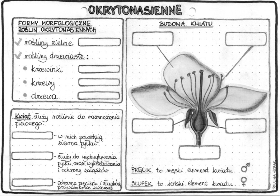 Rośliny okrytonasienne - szarość - klasa 5