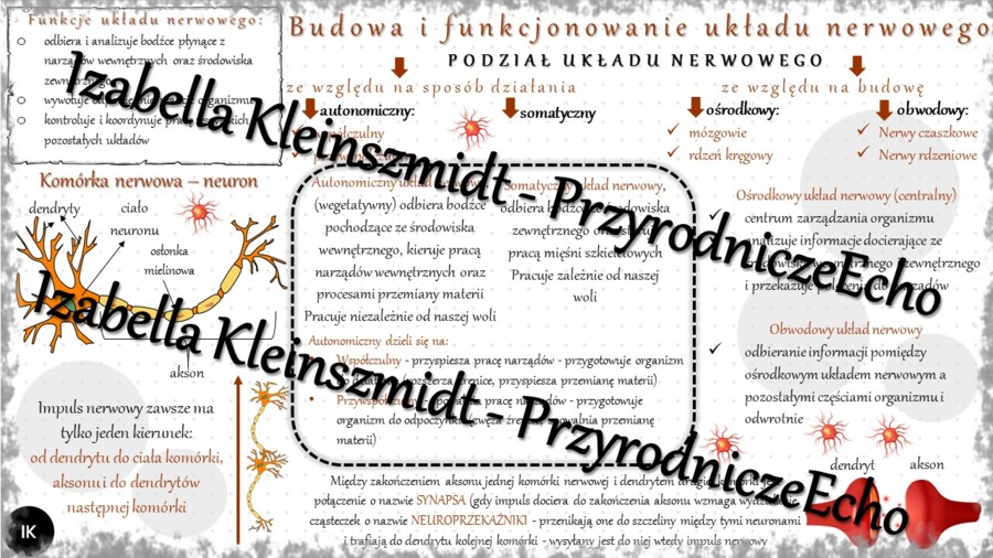 Sketchnotka - notatka „Budowa i funkcje układu nerwowego” wykonana w power point do edycji. Biologia 7; „Regulacja nerwowo-hormonalna”
