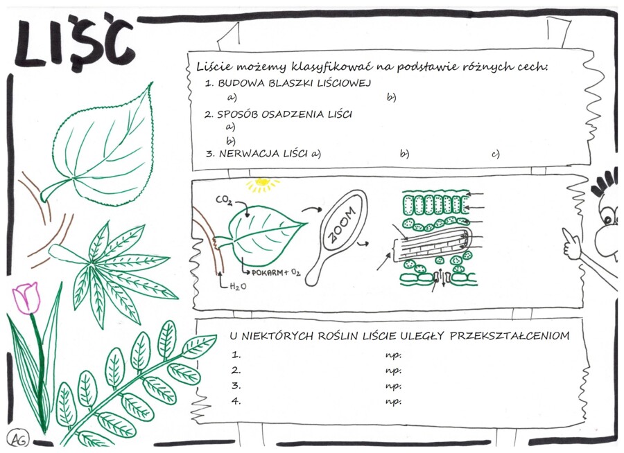 Liść - Karta pracy