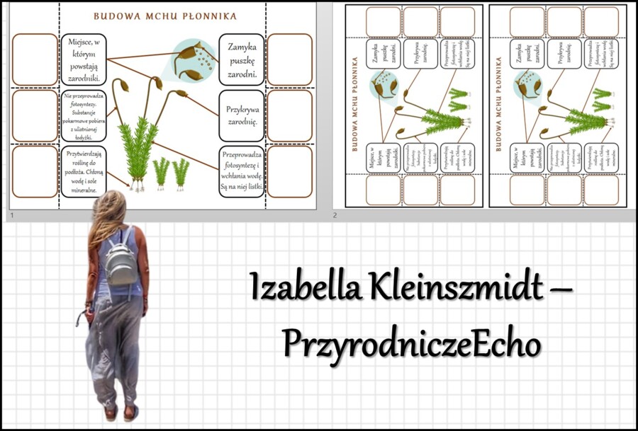 Notatka okienkowa „Budowa mchu płonnika”, „Mchy” w pdf. Biologia 5 dział „Różnorodność roślin”.