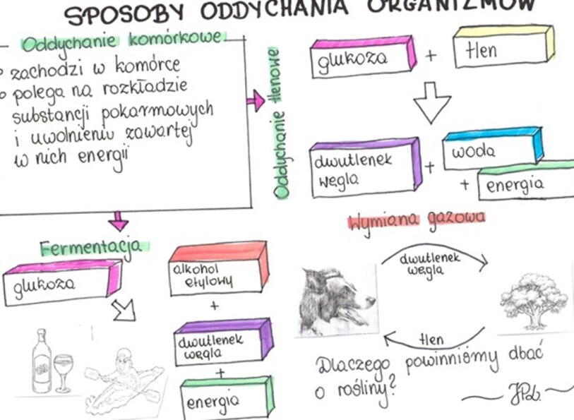 Sposoby oddychania organizmów (KP 1 uzupełniona)
