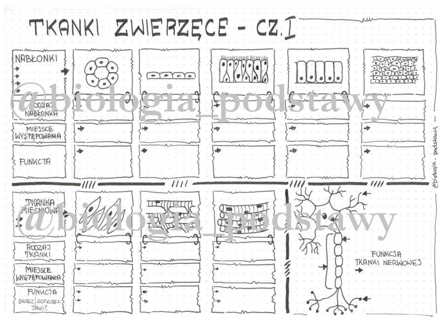Klasa 6 - Tkanki: nabłonkowa, mięśniowa, nerwowa - KP