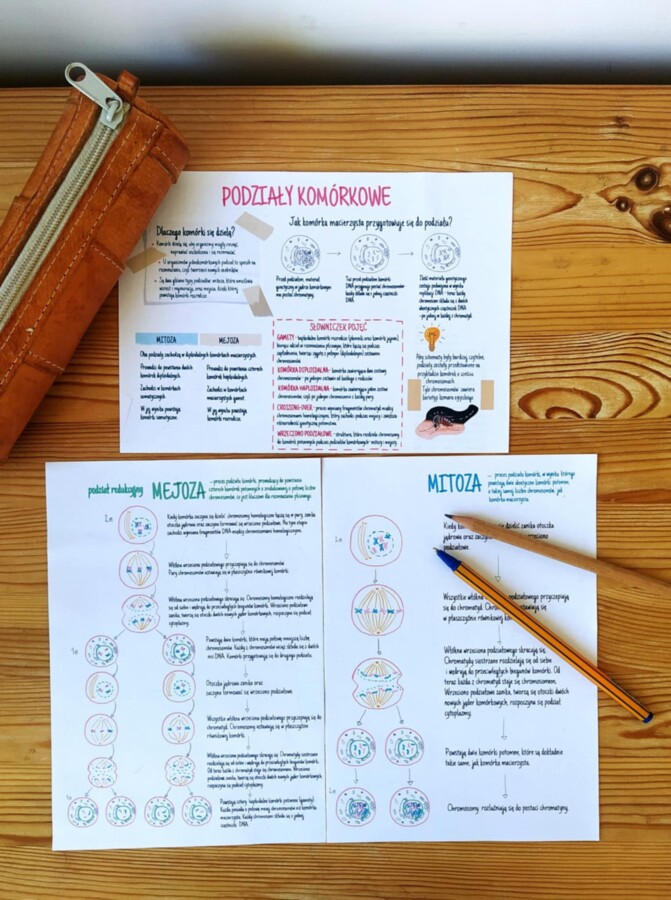 Podziały komórkowe – sketchnotka – wklejka | Biologia | klasa 8