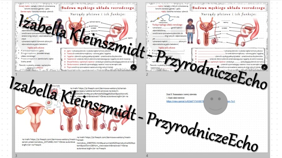 Minizestaw na temat „Męski układ rozrodczy” – sketchnotka + karta pracy w power point + gratisowy link do prezentacji multimedialnej niekomercyjnej wykonanej w genial.ly do indywidualnego pobrania i użycia do celów niekomercyjnych. Biologia 7, „Rozmnażan