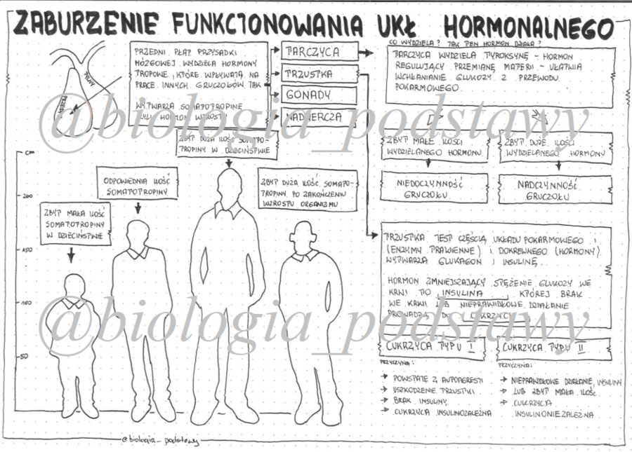 klasa 7 - Zaburzenia funkcjonowania układu hormonalnego - sketchnotka