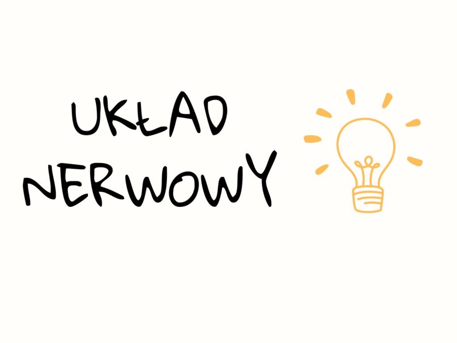 Układ nerwowy. Notatka.