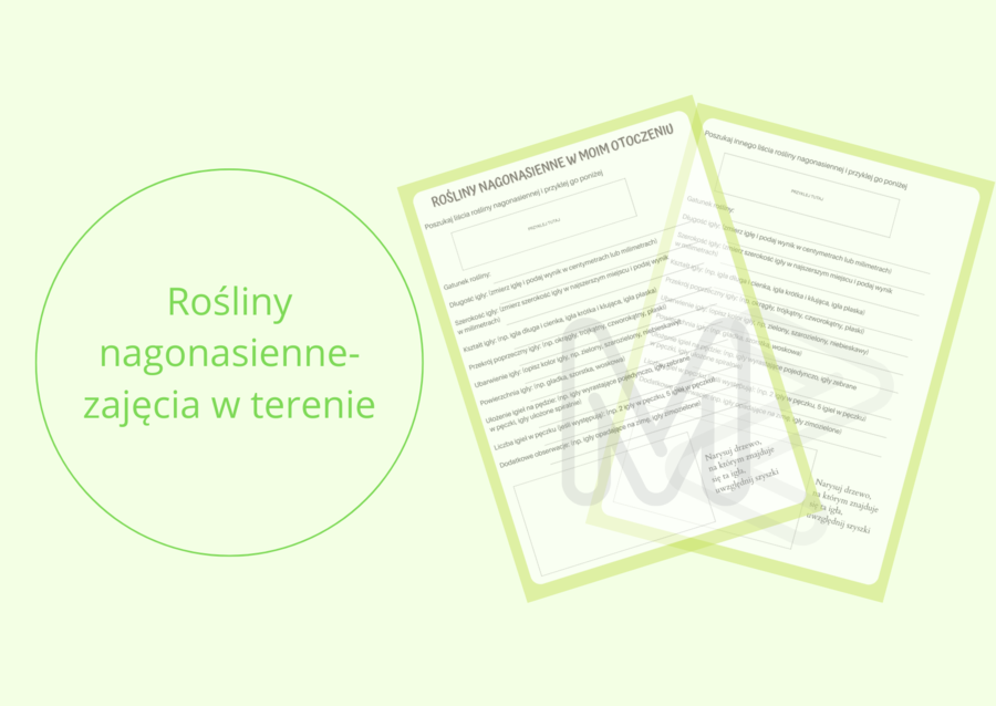 Karta pracy - rośliny nagonasienne w moim otoczeniu
