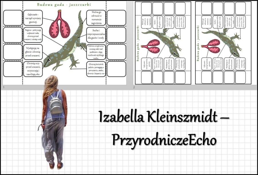 Notatka okienkowa „Budowa jaszczurki”, „Gady-kręgowce, które opanowały ląd” w pdf. Biologia 6 dział „Kręgowce zmiennocieplne”.