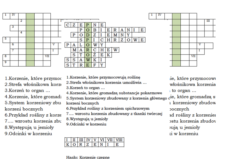Podsumowanie lekcji biologii kl. 5 o korzeniu - łamigłówka