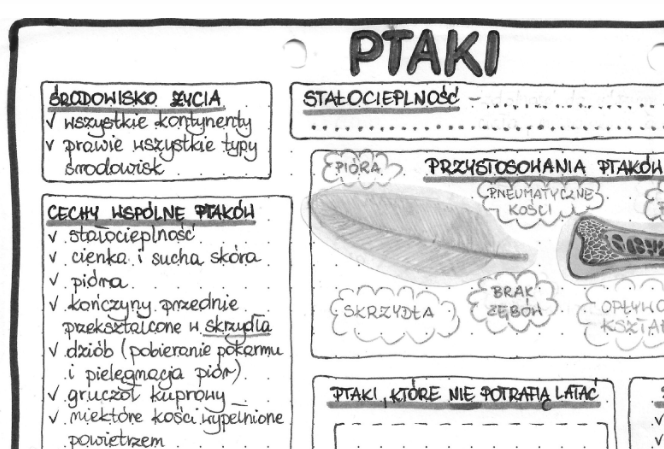 Ptaki - szarość - klasa 6