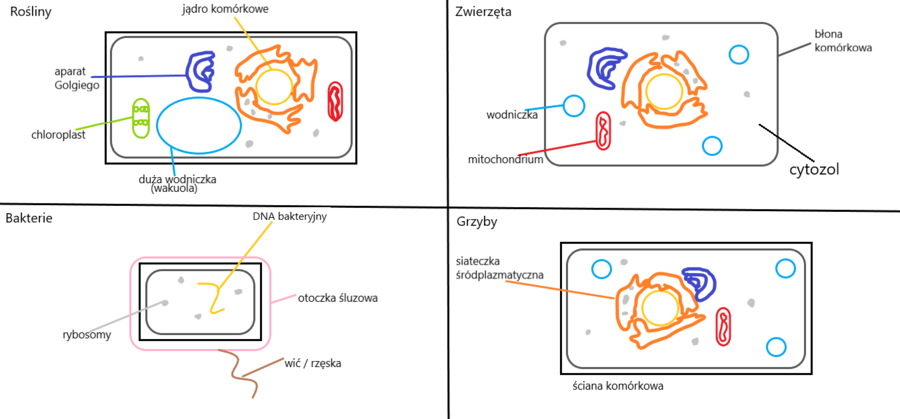 Proste schematyczne rysunki, porównujące budowę komórek