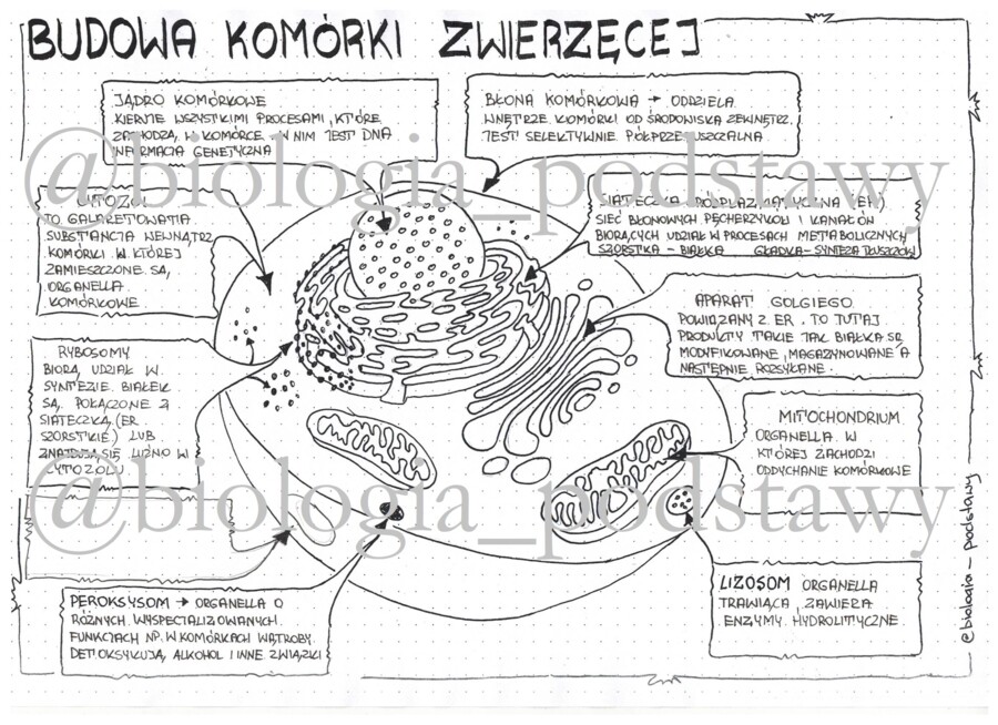 Klasa 5 - Budowa komórki zwierzęcej - sketchnotka
