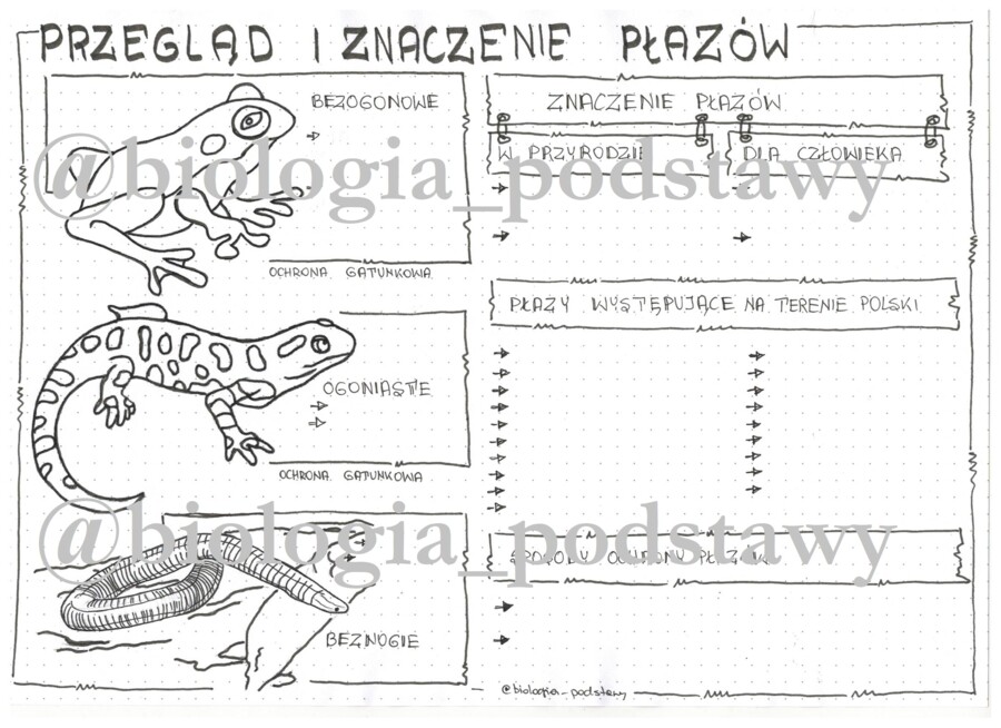 Klasa 6 - Płazy przegląd i znaczenie - karta pracy