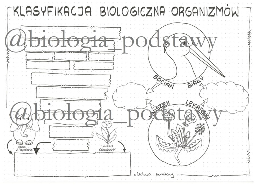 Klasa 5 - Klasyfikacja organizmów - sketchnotka