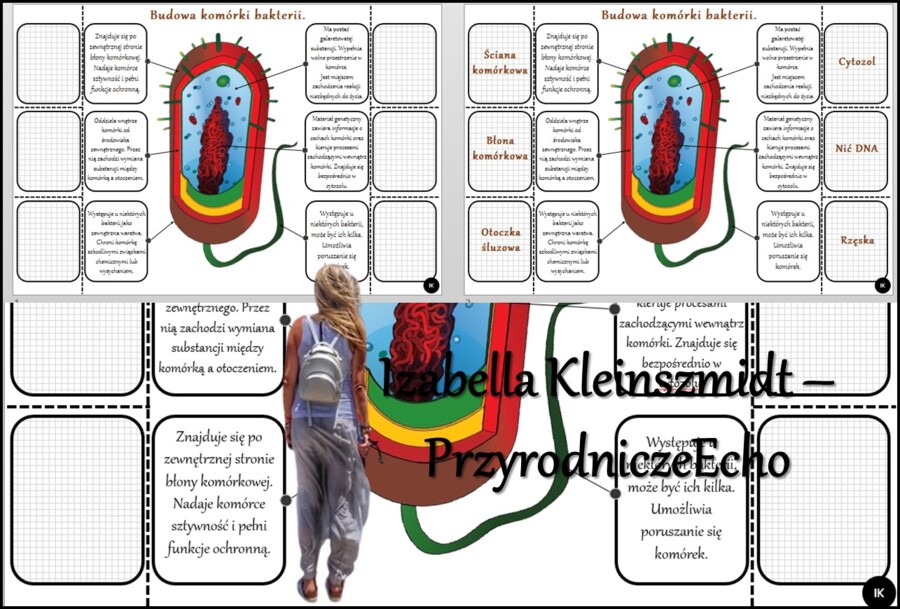 Notatka okienkowa/stacja zadaniowe/notatka/notatka graficzna/karta pracy/sketchnotka „Budowa komórki bakterii” w pdf. Biologia 5 dział „Budowa i czynności życiowe organizmów”. Materiał wykonany na podstawie podręcznika z wydawnictwa Nowa Era – nowość 202