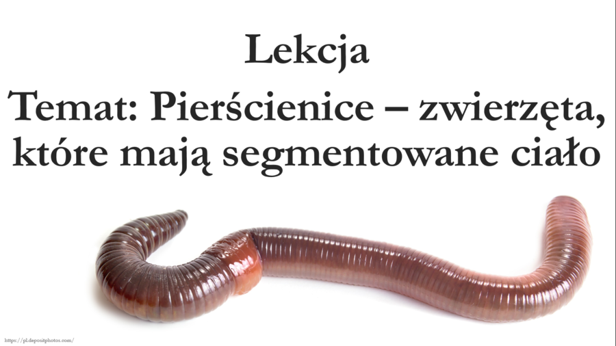 Klasa 6 - Pierścienice - prezentacja
