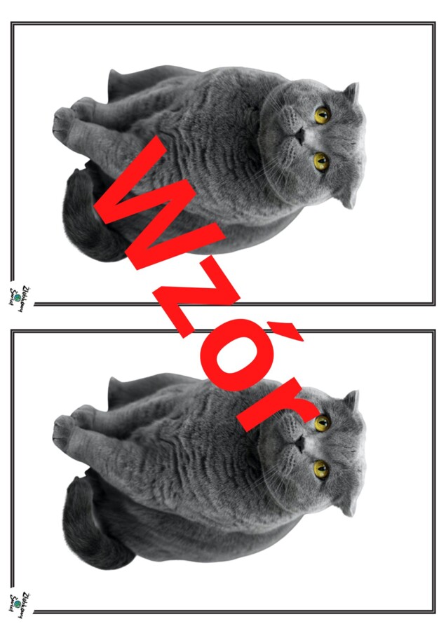 Dzień Kota 17 lutego