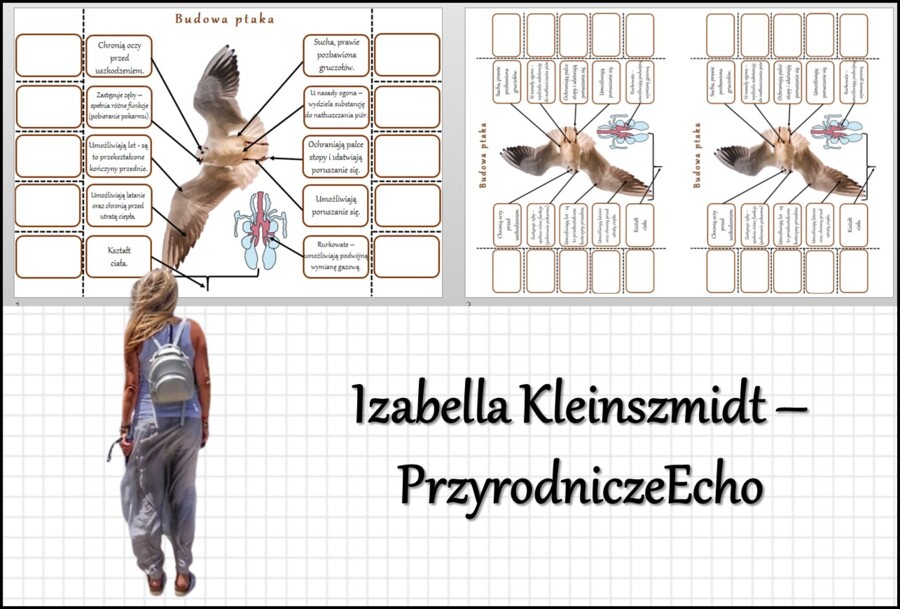 Notatka okienkowa „Budowa ptaka”, „Ptaki-kręgowce zdolne do lotu” w pdf. Biologia 6 dział „Kręgowce stałocieplne”.