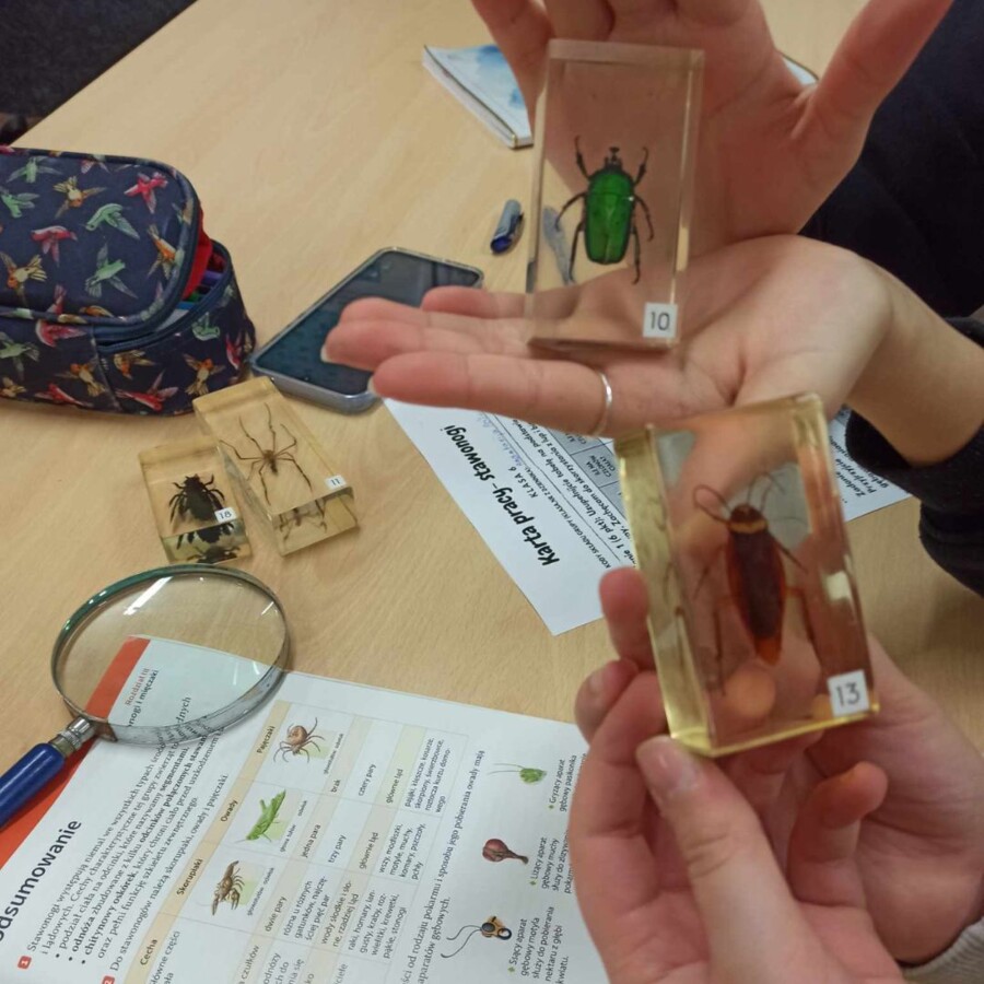 Karta pracy - stawonogi