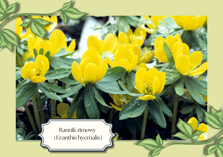 WIOSENNE KWIATY - 24 plansze edukacyjne