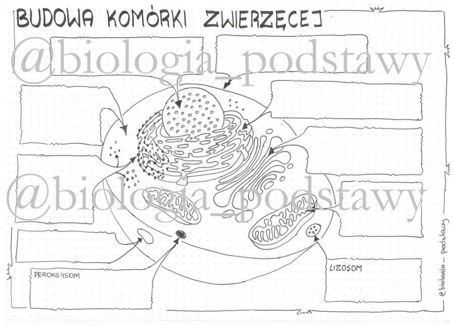Klasa 5 - budowa komórki zwierzęcej - karta pracy