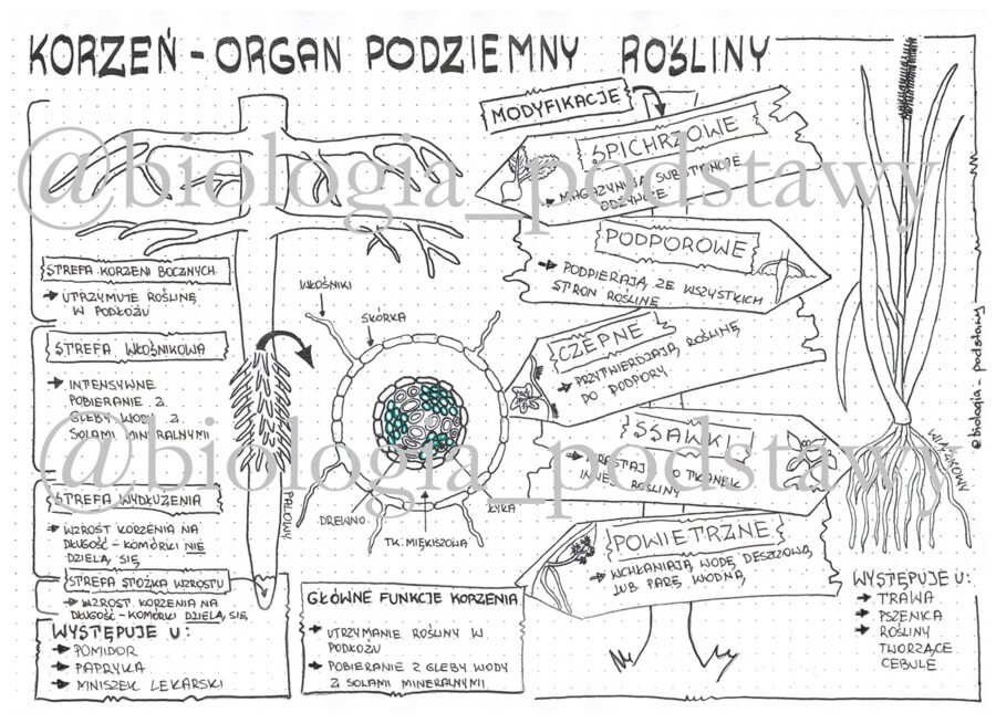 Klasa 5 - Korzeń - sketchnotka