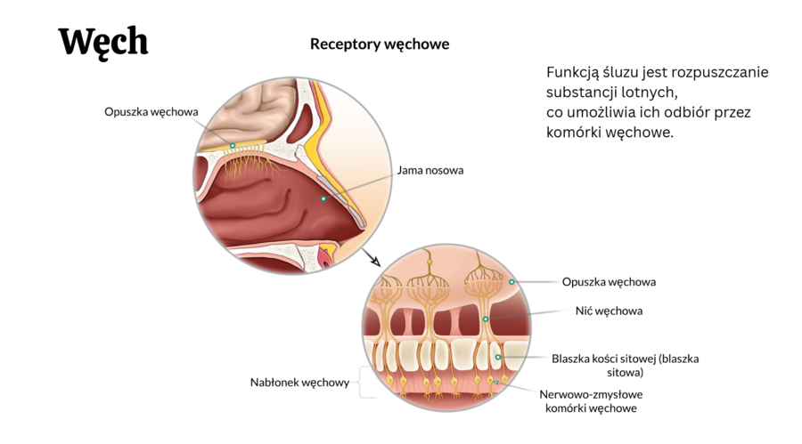 Narządy zmysłów 3 KLASA ROZSZERZENIE BIOLOGIA
