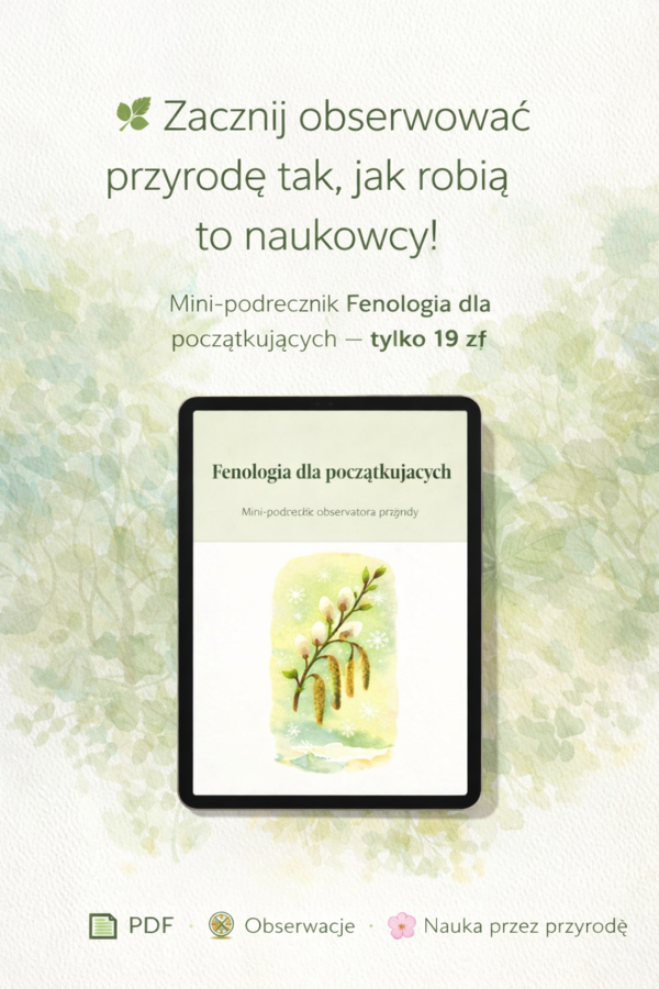 Mini-podręcznik „Fenologia dla początkujących”