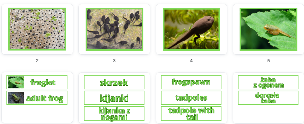 Frog life cycle- Cykl życia żaby