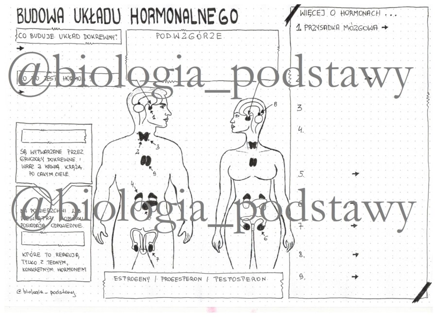 Klasa 7 - Budowa układu hormonalnego - kp