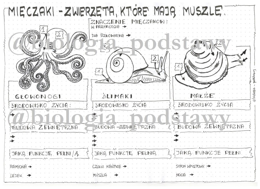 Klasa 6 - Mięczaki - karta pracy