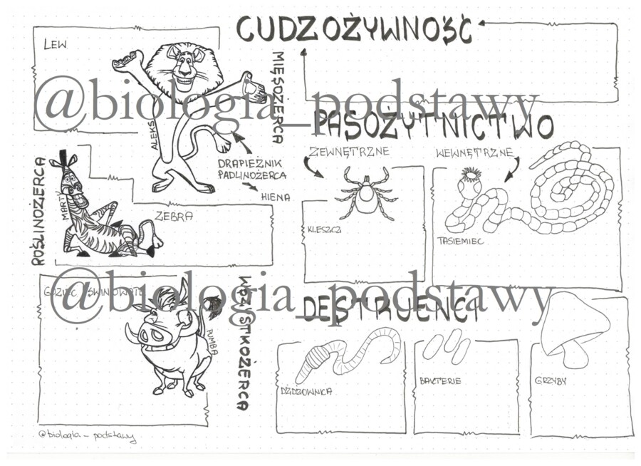 Klasa 5 - Cudzożywność - sketchnotka