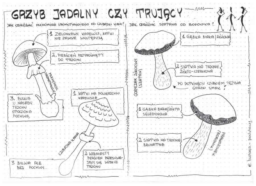 Jak odróżnić grzyb jadalny od trującego? - klasa 5