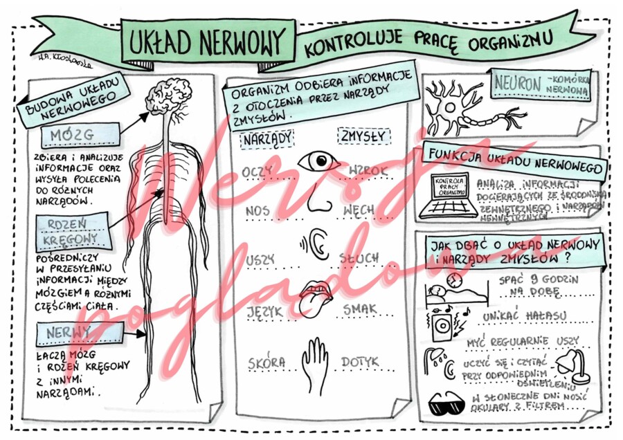Układ nerwowy kontroluje pracę organizmu – przyroda kl. 4 - karta pracy wypełniona