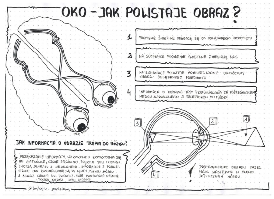 Oko - czyli jak powstaje obraz - klasa 7 - notatka graficzna