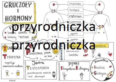 Biologia. Układ hormonalny (4karty)