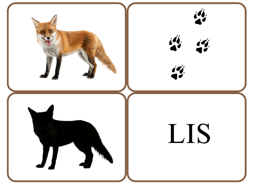 Zwierzęta polskich lasów