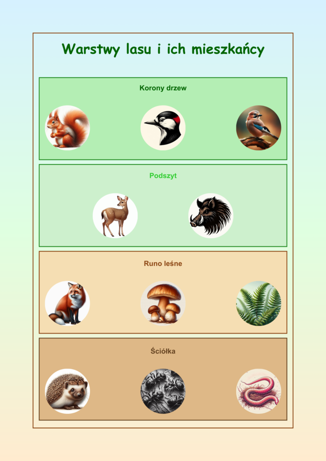 Plansze edukacyjne. Gatunki zwierząt i roślin. Warstwy lasu. Bioróżnorodność.