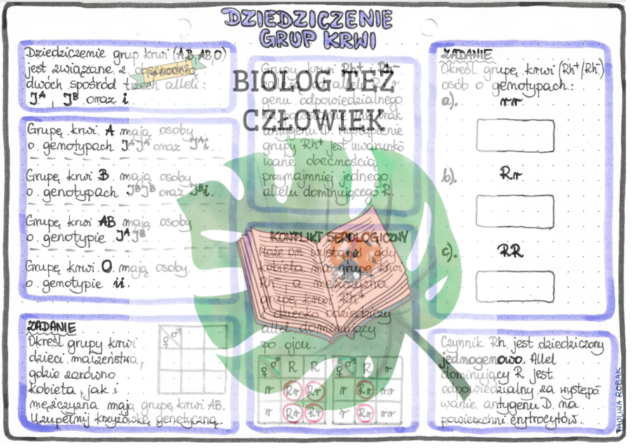 Dziedziczenie grup krwi (GENETYKA) - kolor