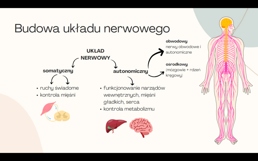 Układ nerwowy 3 KLASA ROZSZERZENIE BIOLOGIA
