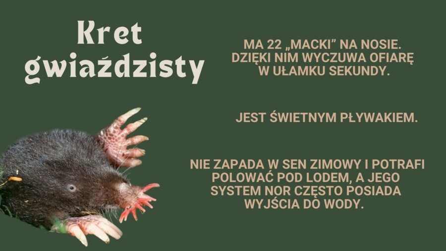 Zwierzęta rekordziści - najszybsze, największe, najdziwniejsze - prezentacja pdf
