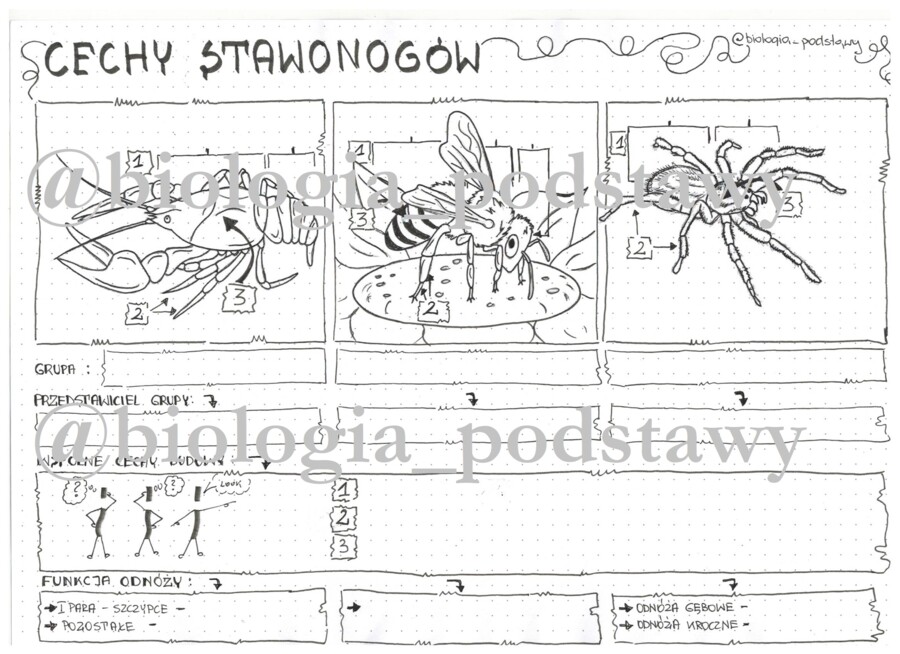 klasa 6 - cechy stawonogów - karta pracy