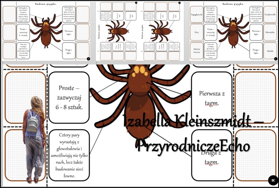 Notatka okienkowa/stacja zadaniowe/notatka interaktywna/notatka graficzna/karta pracy/sketchnotka „Budowa pająka” w pdf. „Pajęczaki – stawonogi, które mają cztery pary odnóży” - Biologia 6. Dział „Stawonogi i mięczaki”. Materiał wykonany na podstawie pod
