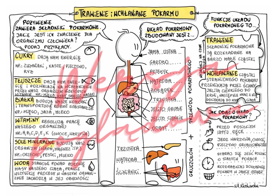Trawienie i wchłanianie pokarmu - przyroda kl. 4 -wypełniona karta pracy