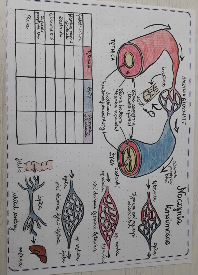 Naczynia krwionośne, sieci naczyń włosowatych