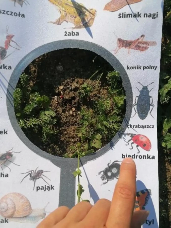 Wiosenne lupy i karty spaceru