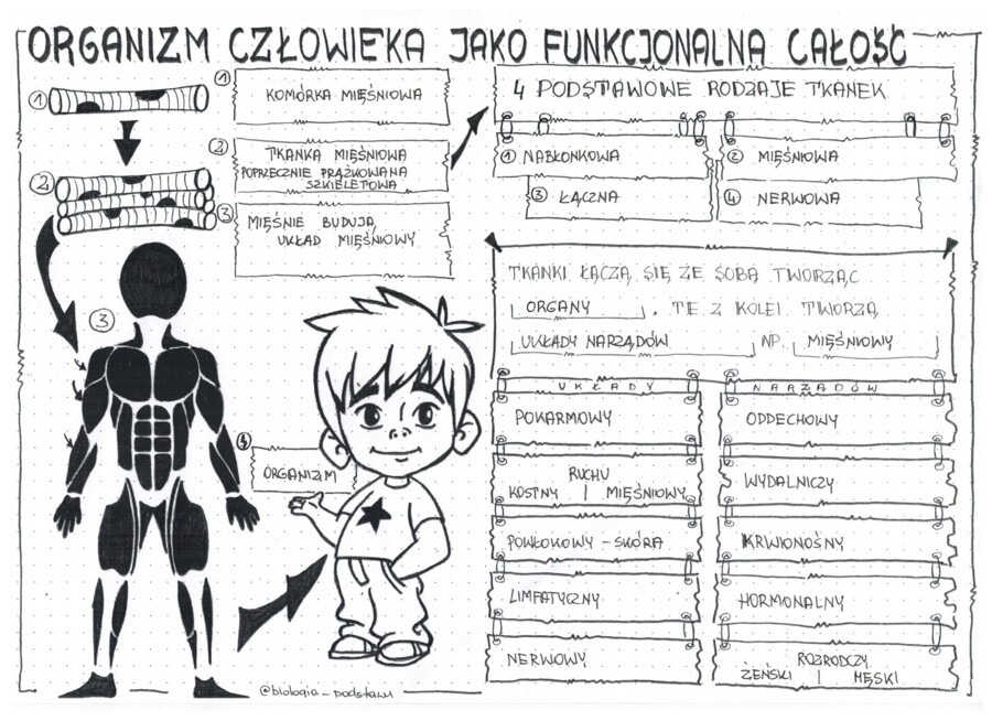 Klasa 7 - Organizm człowieka jako funkcjonalna całość - sketchnotka