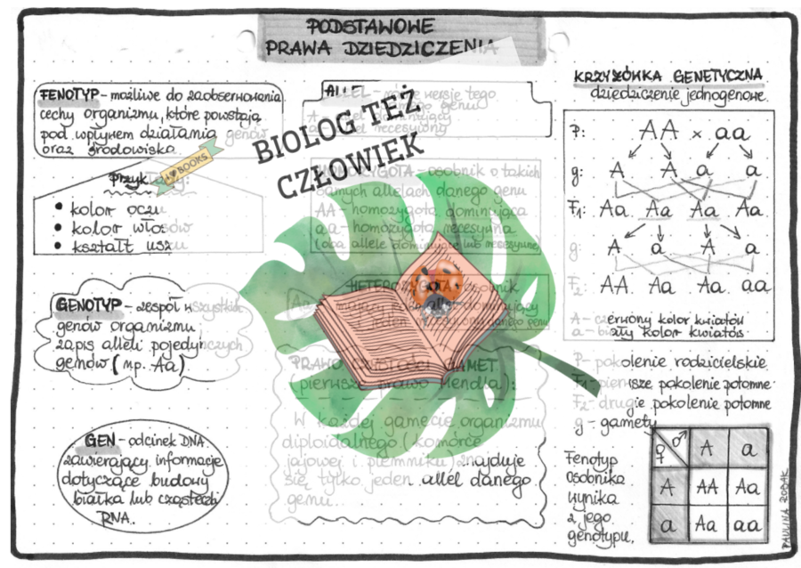 Genetyka (podstawowe pojęcia, pierwsze prawo Mendla, dziedziczenie jednogenowe) – szarość