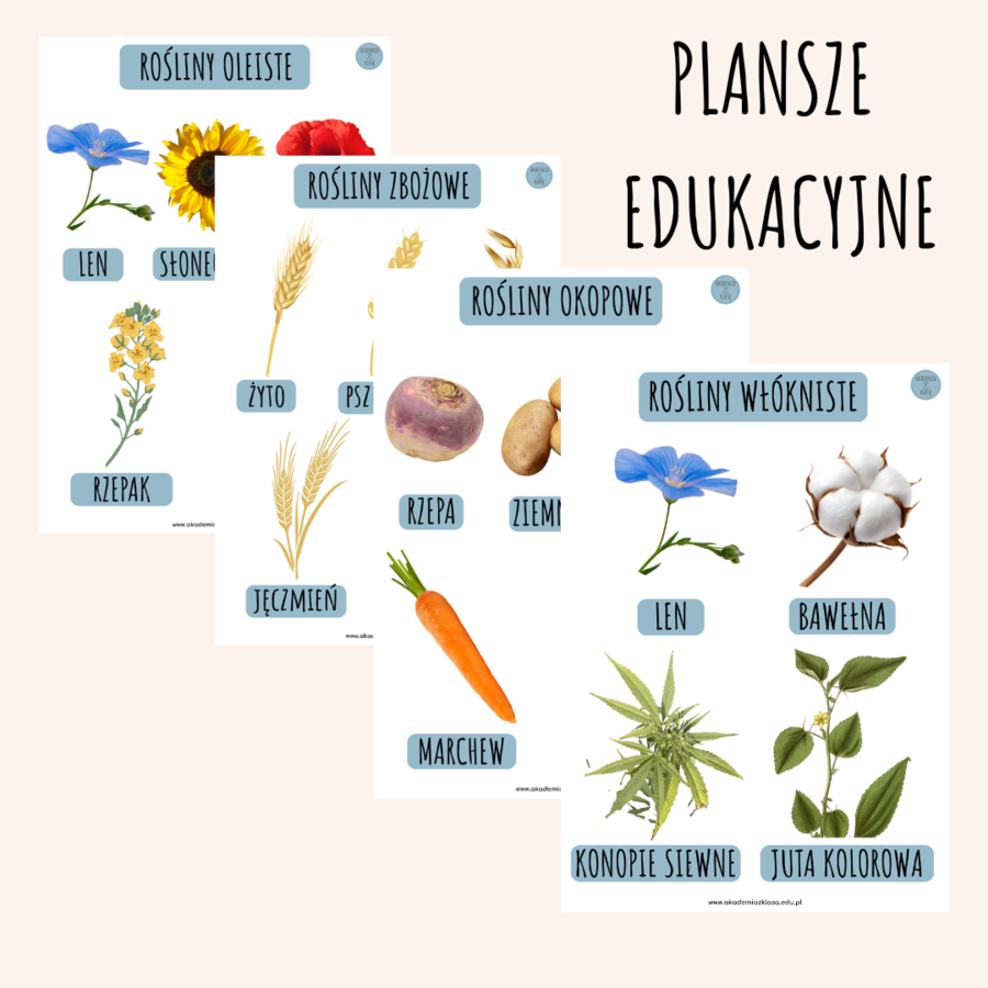 ROŚLINY UPRAWNE: OKOPOWE, ZBOŻOWE, OLEISTE, WŁÓKNISTE - PLANSZE EDUKACYJNE, WKLEJKI, KARTY PRACY