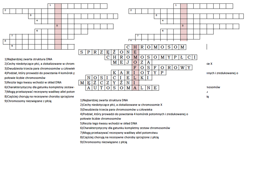 Logogryf na podsumowanie lekcji biologii w klasie 8 o dziedziczeniu płci u człowieka